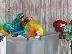 PoulaTo: Vet που ελέγχθηκαν: αρά, παπαγάλοι, conures, αμαζόνες και τα αυγά....